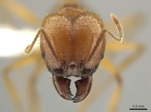 Pheidole tinamu specimen CASENT0646320 image casent0646320_2