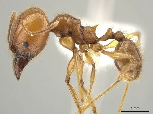 Pheidole tinamu specimen CASENT0646320 image casent0646320_3