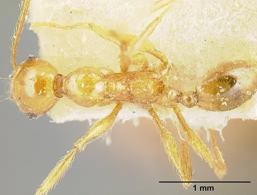Pheidole tinamu specimen JTLC000014073 image jtlc000014073_1