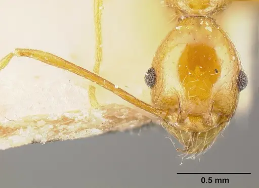 Pheidole tinamu specimen JTLC000014073 image jtlc000014073_2