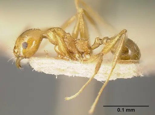 Pheidole tinamu specimen JTLC000014073 image jtlc000014073_3