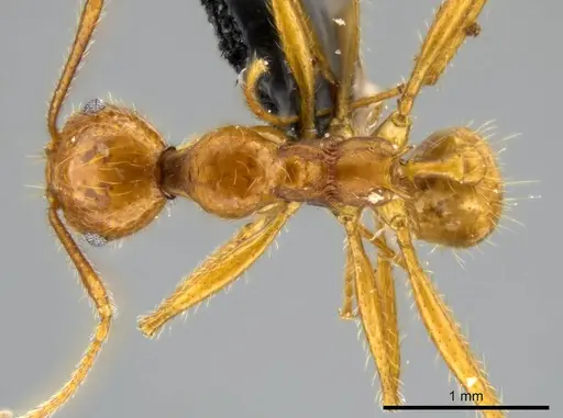 Pheidole tinamu specimen MEKOU221580 image mekou221580_1
