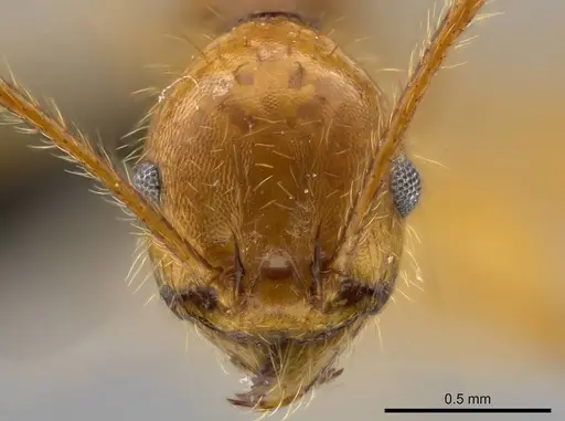 Pheidole tinamu specimen MEKOU221580 image mekou221580_2