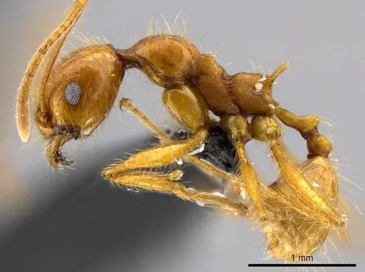 Pheidole tinamu specimen MEKOU221580 image mekou221580_3