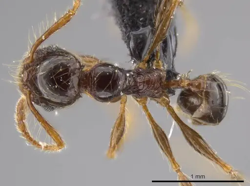 Pheidole tisiphone specimen CASENT0611632 image casent0611632_1