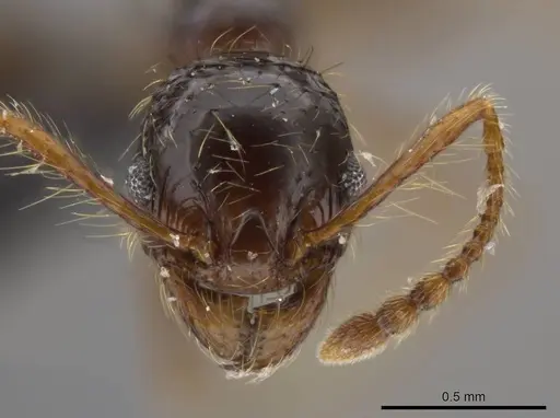 Pheidole tisiphone specimen CASENT0611632 image casent0611632_2