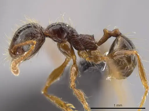 Pheidole tisiphone specimen CASENT0611632 image casent0611632_3