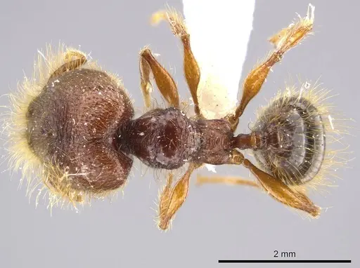 Pheidole tisiphone specimen CASENT0611633 image casent0611633_1