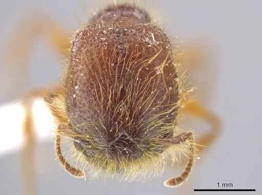 Pheidole tisiphone specimen CASENT0611633 image casent0611633_2