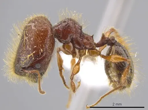 Pheidole tisiphone specimen CASENT0611633 image casent0611633_3