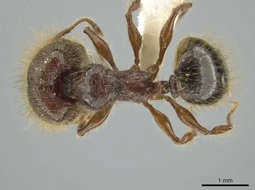Pheidole tisiphone specimen CASENT0643808 image casent0643808_1