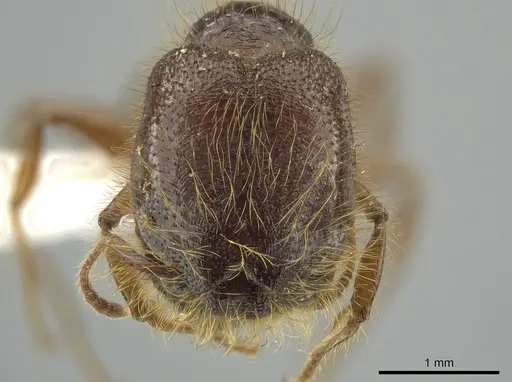 Pheidole tisiphone specimen CASENT0643808 image casent0643808_2