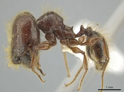 Pheidole tisiphone specimen CASENT0643808 image casent0643808_3