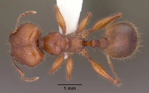 Pheidole titanis specimen CASENT0104449 image casent0104449_1