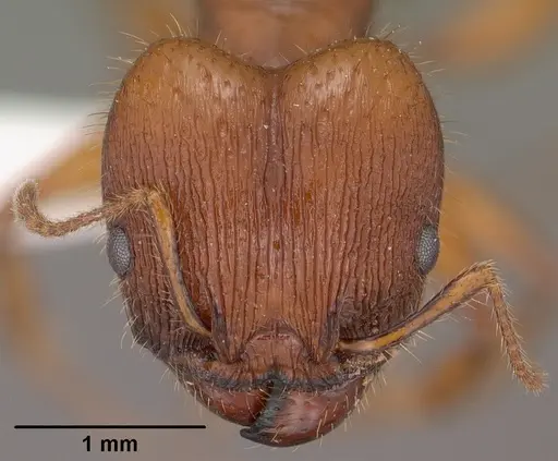 Pheidole titanis specimen CASENT0104449 image casent0104449_2