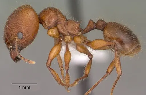 Pheidole titanis specimen CASENT0104449 image casent0104449_3