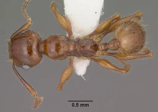 Pheidole titanis specimen CASENT0104450 image casent0104450_1