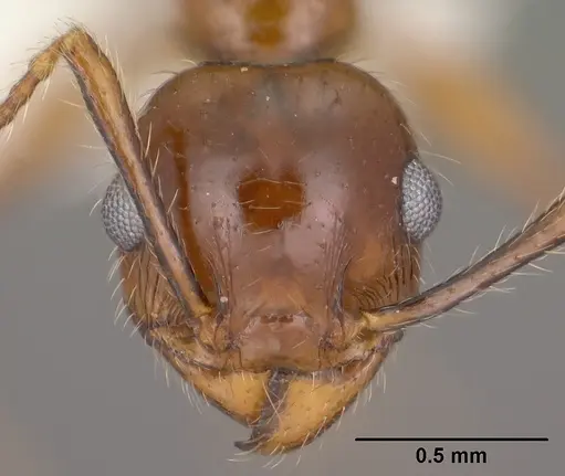 Pheidole titanis specimen CASENT0104450 image casent0104450_2