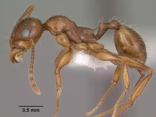 Pheidole titanis specimen CASENT0104450 image casent0104450_3
