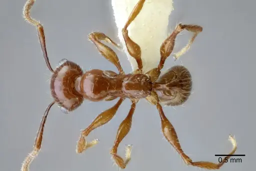 Pheidole titanis specimen CASENT0649712 image casent0649712_1