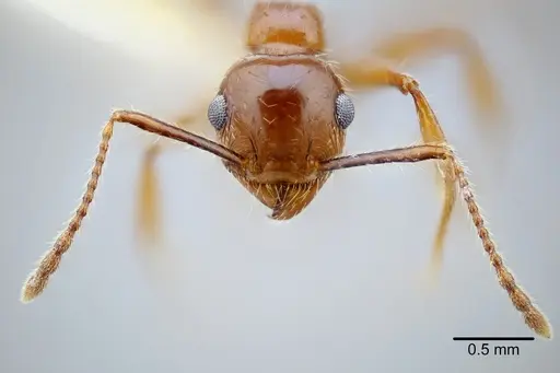 Pheidole titanis specimen CASENT0649712 image casent0649712_2