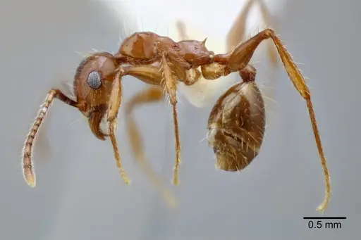 Pheidole titanis specimen CASENT0649712 image casent0649712_3