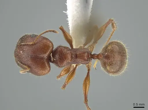 Pheidole titanis specimen JTLC000008175 image jtlc000008175_1