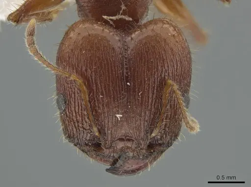 Pheidole titanis specimen JTLC000008175 image jtlc000008175_2