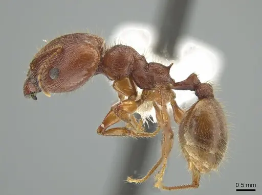 Pheidole titanis specimen JTLC000008175 image jtlc000008175_3