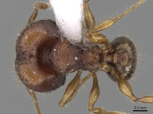 Pheidole tjibodana specimen CASENT0281725 image casent0281725_1