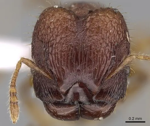 Pheidole tjibodana specimen CASENT0281725 image casent0281725_2