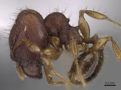 Pheidole tjibodana specimen CASENT0281725 image casent0281725_3