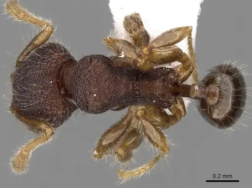 Pheidole tjibodana specimen CASENT0281726 image casent0281726_1