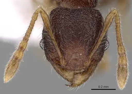 Pheidole tjibodana specimen CASENT0281726 image casent0281726_2