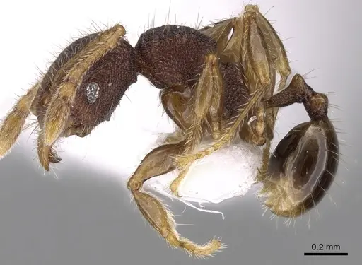 Pheidole tjibodana specimen CASENT0281726 image casent0281726_3