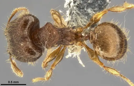 Pheidole tjibodana specimen CASENT0283800 image casent0283800_1