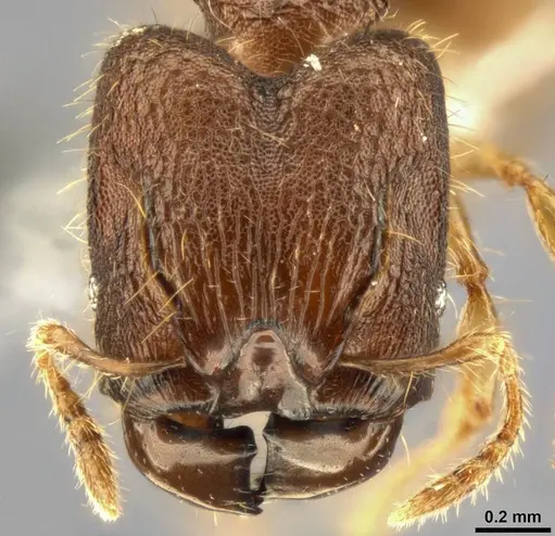Pheidole tjibodana specimen CASENT0283800 image casent0283800_2