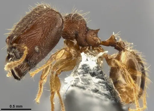 Pheidole tjibodana specimen CASENT0283800 image casent0283800_3
