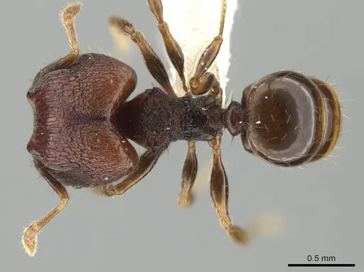 Pheidole tjibodana specimen CASENT0616703 image casent0616703_1