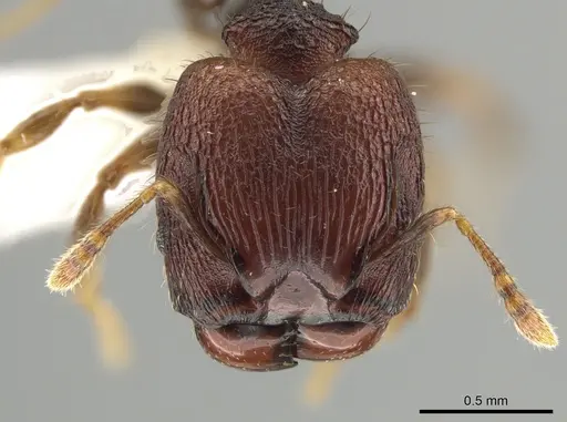 Pheidole tjibodana specimen CASENT0616703 image casent0616703_2