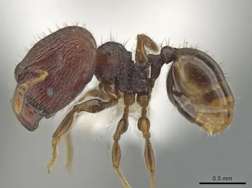 Pheidole tjibodana specimen CASENT0616703 image casent0616703_3