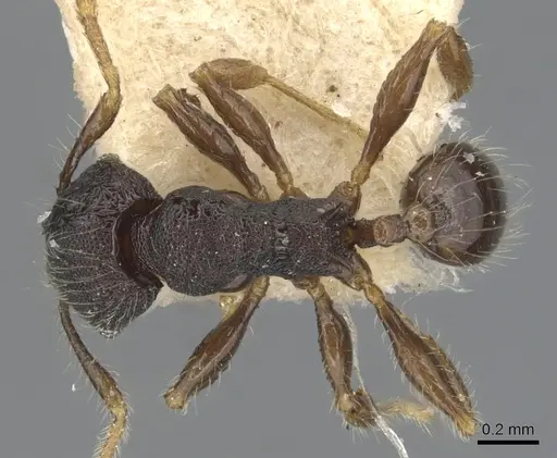Pheidole tjibodana specimen CASENT0904241 image casent0904241_1