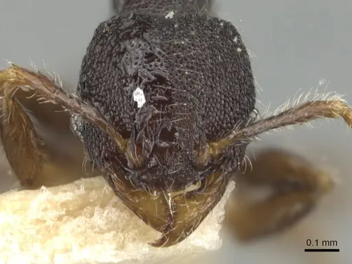 Pheidole tjibodana specimen CASENT0904241 image casent0904241_2