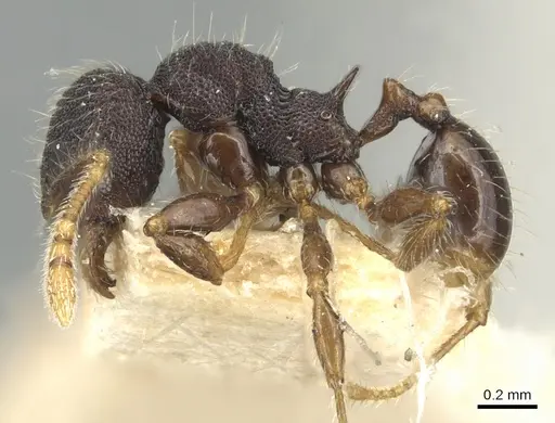 Pheidole tjibodana specimen CASENT0904241 image casent0904241_3