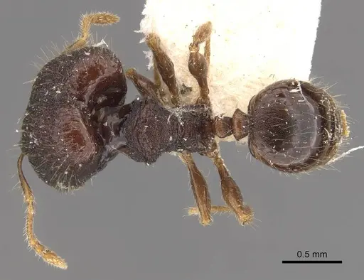 Pheidole tjibodana specimen CASENT0907983 image casent0907983_1