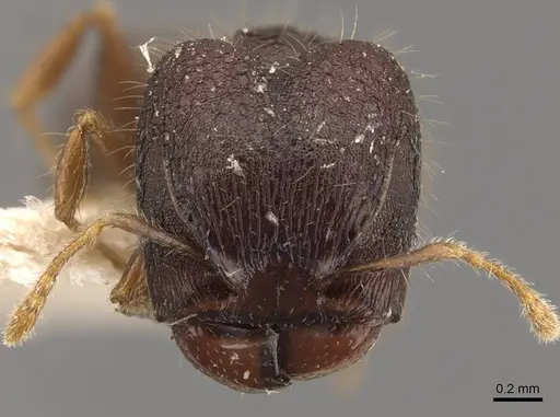 Pheidole tjibodana specimen CASENT0907983 image casent0907983_2