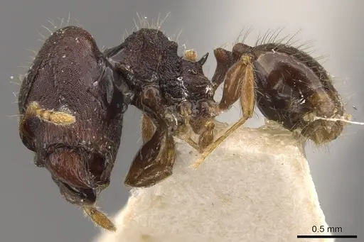 Pheidole tjibodana specimen CASENT0907983 image casent0907983_3