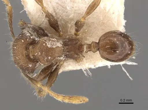 Pheidole tjibodana specimen CASENT0907984 image casent0907984_1
