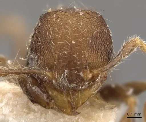 Pheidole tjibodana specimen CASENT0907984 image casent0907984_2
