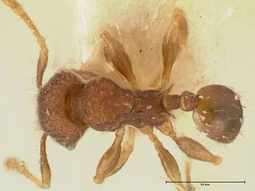Pheidole tjibodana specimen FOCOL1369 image focol1369_1